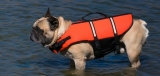 Best Dog Life Vest