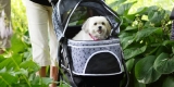 Best Dog Stroller