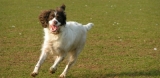 Best Dog Vitamins