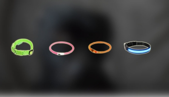 Best LED Dog Collar (Light Up)