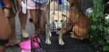 Best Small Dog Crate