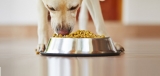 Best Probiotics for Dogs