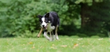 Best Dog Bones
