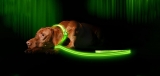 Best Glow in the Dark Dog Collar