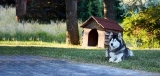 Best Outdoor Dog House
