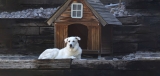 Best Insulated Dog House