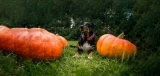 Best Pumpkin Dog Treats