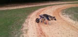 Best Dog Wheelchair