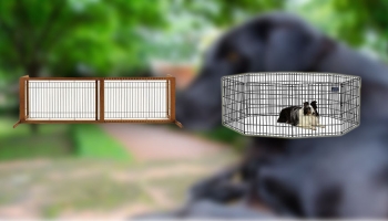 Best Dog Gate