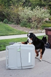 Best Dog Proof Trash Can