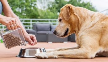 Best Kangaroo Dog Food